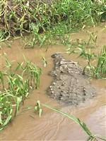 Jungle Crocodile Safari (cocodrilo)